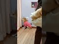 funny shiba inu 😂 shortvideo doglover funnyanimal dog shiba