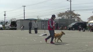 北海道犬協会　庄内支部展覧会　若犬牝組　特良１席　狼愛　稚内武方荘