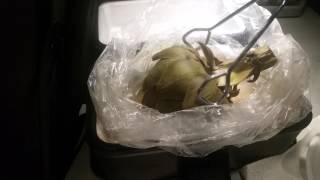 How To Cook In A Semi Truck, Artichoke Cooked in the RoadPro 12 Volt Portable Stove