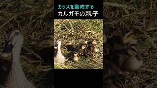 カラスを警戒するカルガモの親子 #shorts #カルガモ #spotbilledduck