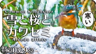 0329R②【春の雪に野鳥が寒くて可愛そう】カワセミ。満開桜に雪積もる。ふくら雀にジョウビタキ、シジュウカラ、ツバメに鳩も。 鶴見川水系恩田川の野鳥コンデジ撮影 #カワセミ #異常気象 #春の雪