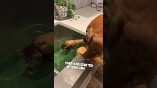 This dog was petting a kitten to make him feel better ❤️