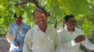 SCT Vedic teaches how to do Grapes🍇 farming, show blight and earn Royality🥳