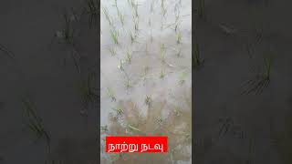 NeethiNithu channel              நெல் நாற்று நடவு #agriculture