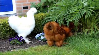 Zijdehoen 3 maanden oud - Silkie Chickens