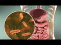 Machine learning model reveals hidden structure of human gut microbiome