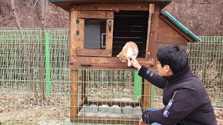 DIY Eco Chicken Coop with Old Pallet - Time lapse