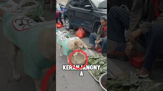 Anjing ini pintar berbelanja😨 #shortvideo