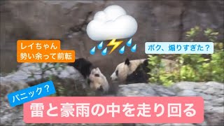 【パニック？】豪雨と雷の中を走り回るシャオシャオとレイレイ　2023.04.16 Cute panda twins