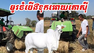 មូរចំបើងទុកអោយគោស៊ី