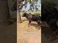 கிடை மாடு நொறுக்கி எடுக்குது பார்வேயே பயங்கரமா இருக்கு jallikkattu kalai video