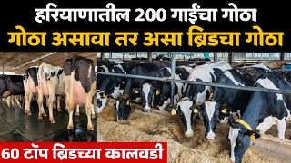 हरियाणातील 200 गाईंचा गोठा, 60 ब्रिडच्या कालवडी नियोजन आणि गोठा असावा तर असा ब्रिडचा गोठा