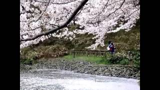 2016_0403_大宮公園櫻吹雪_60\