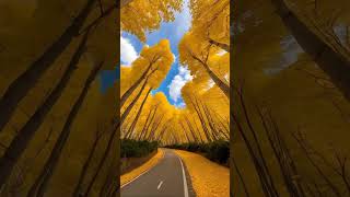 beautiful yellow forest