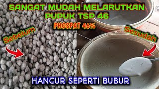 Cara Mudah Melarutkan Pupuk tsp 46 || CARA MELARUTKAN PUPUK SP 36