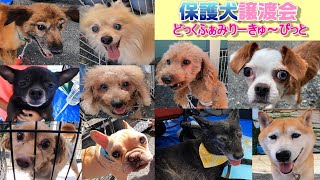 【保護犬譲渡会】ペットショップに行く前に第2の犬生を始めた犬に逢いに来ませんか？ 2022年9月25日