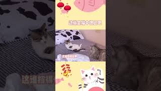 这是猫中妲己吧！可恶，它怎么能这么会啊！！