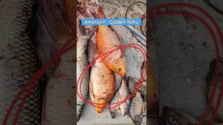 American Golden Rohu fish #shorts