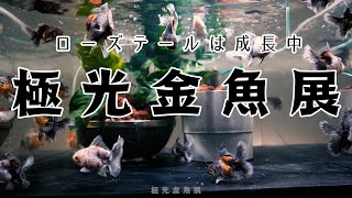 【4K】ローズテールは成長中（ろ過はSOW-Lとろ過ザルL）