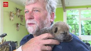 Twee wolfjes geboren in park Oikos in Ruinen