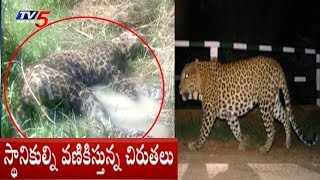 స్థానికులను వణికిస్తున్న చిరుతలు..! | Cheetah Hulchal In Kamareddy | TV5 News