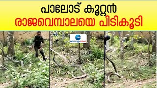 King Cobra | പുളിമരത്തിൽ കയറിയ കൂറ്റൻ രാജവെമ്പാല പാലോട് ആർ ആർ ടീമിന്റെ പിടിയിൽ