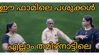 ഈ ഫാമിലെ പശുക്കൾ എല്ലാം തമിഴ് നാട്ടിൽനിന്ന്./ farming in village./miyafarm kichan vlog