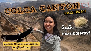 EP12 เปรู: ตามล่านกแร้ง Condor ใหญ่ที่สุดในโลก และกินต้นกระบองเพชร ที่ Colca Canyon #peru