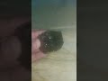 me and my sister got a Minecraft obsidian in real life near the park