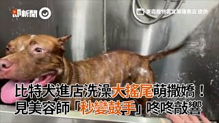 比特犬進店洗澡大搖尾萌撒嬌！見美容師「秒變鼓手」咚咚敲響│寵物│狗狗│