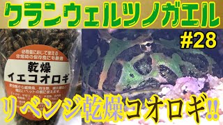 【クランウェルツノガエル】飼育中‼︎ 28 食べるかな？リベンジ乾燥コオロギ‼︎