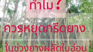 ทำไม? ควรหยุดกรีดยาง ในช่วงที่ยางผลัดใบอ่อน