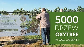 Zobacz 10- ha plantację Oxytree w Lubuskiem!