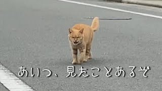 【癒し動画】コロナで帰省できなかったぼっち社会人が10ヶ月ぶりに実家の猫に会ってきたら…