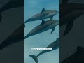 #16 Each dolphin has its own unique whistle #ocean #animal #discovery #discoverychannel #animals