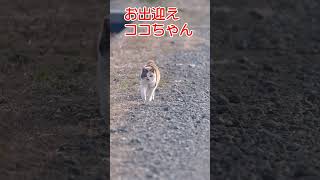 お出迎えココちゃん217 #shorts #ねこ  #野良猫ちゃん