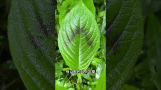 珍贵植物“金线草”，看看你认识吗？