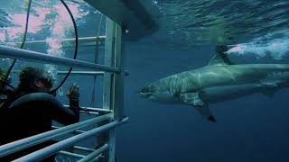 Dive with Sharks this Weekend | Choose Adventure with Adrenaline