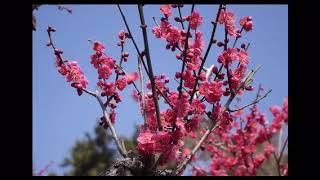 【癒し 花】梅林と蕾・大倉山公園【ハートセラピー】