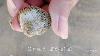 龙口东海度假区，大风过后落大潮，蛏王，花蛤收获满满