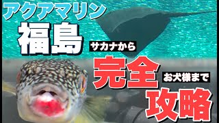 【旅】アクアマリンふくしまに行ってみた気になる動画【福島県の水族館「ふくしま海洋科学館」】