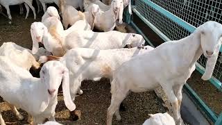 30 #Sojat gulabi female goat Sold out today... 9828606818.