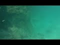 snorkeling sebastian inlet jetty 8 2 10