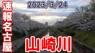 【365日 名古屋旅】名古屋市瑞穂区田辺通付近の山崎川の桜。速報名古屋。2023年3月24日（金）取材。やはりここは、桜のメッカだった。No.263