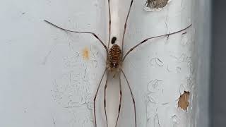 Opiliones (harvestmen) - Opilio canestrinii