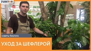 Шефлера. Основные виды и рекомендации по уходу