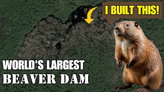 "A Hidden Engineering Marvel!" Exploring the World's Largest Beaver Dam in Canada! | POV Panorama