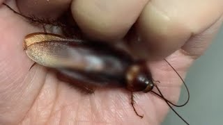 어둠속의 바퀴벌레 맨손사냥 Cockroach Hunting #8 [20200922]