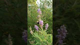 bumblebee foraging