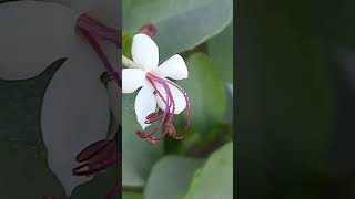 #clerodendrum inerme (sankuppi) #shorts #subscribe #botany #ornamentalplant #ayurveda #plants